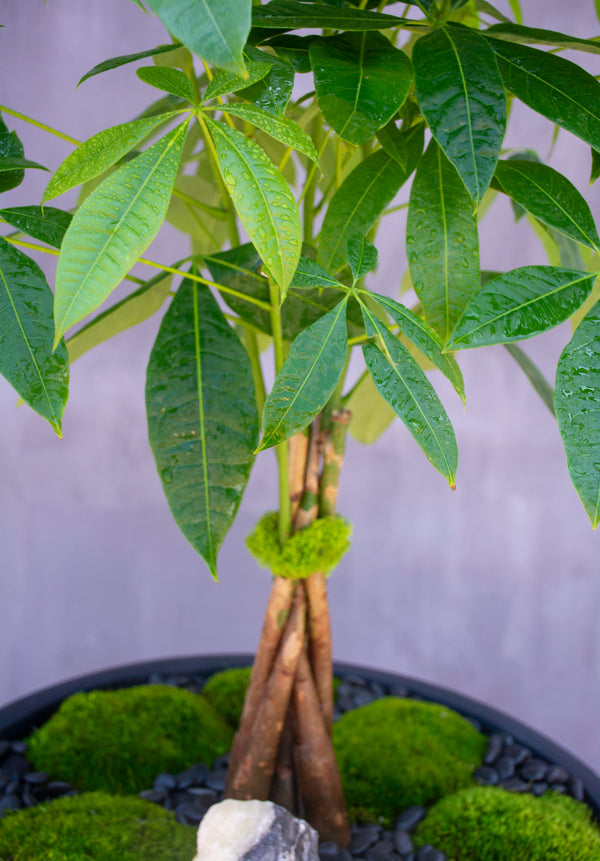 puyallup money tree Tree of Fortune – Empty Vase