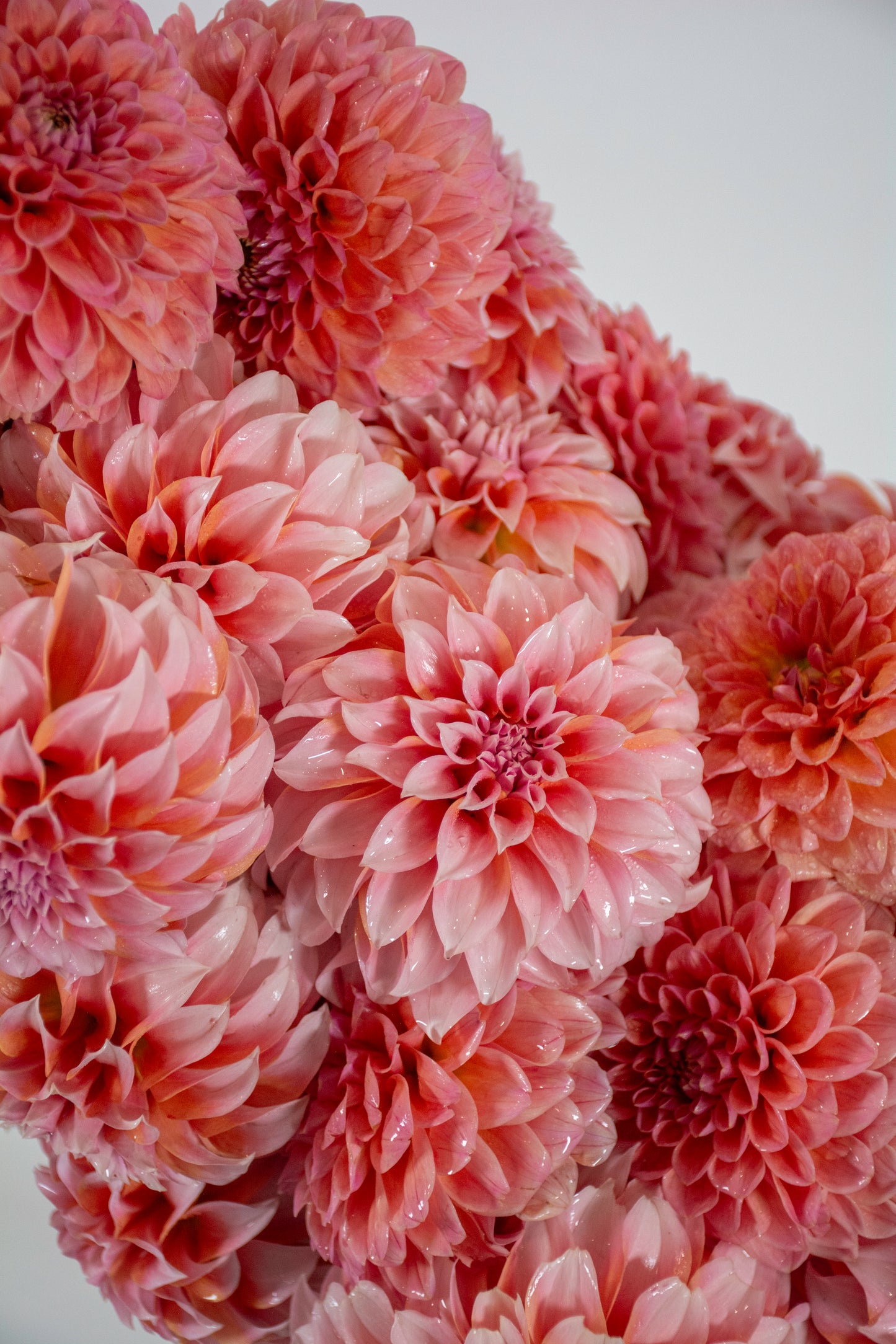Darling Dahlias