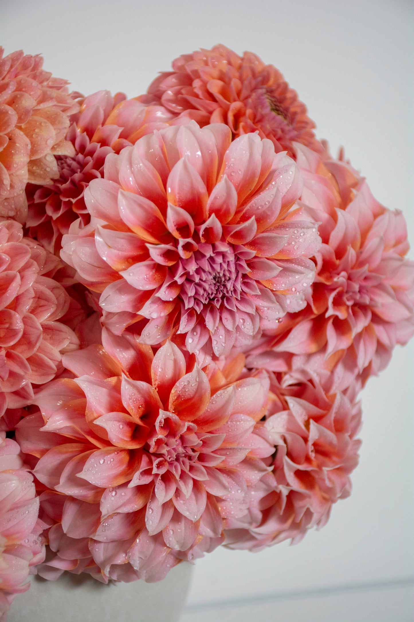 Darling Dahlias