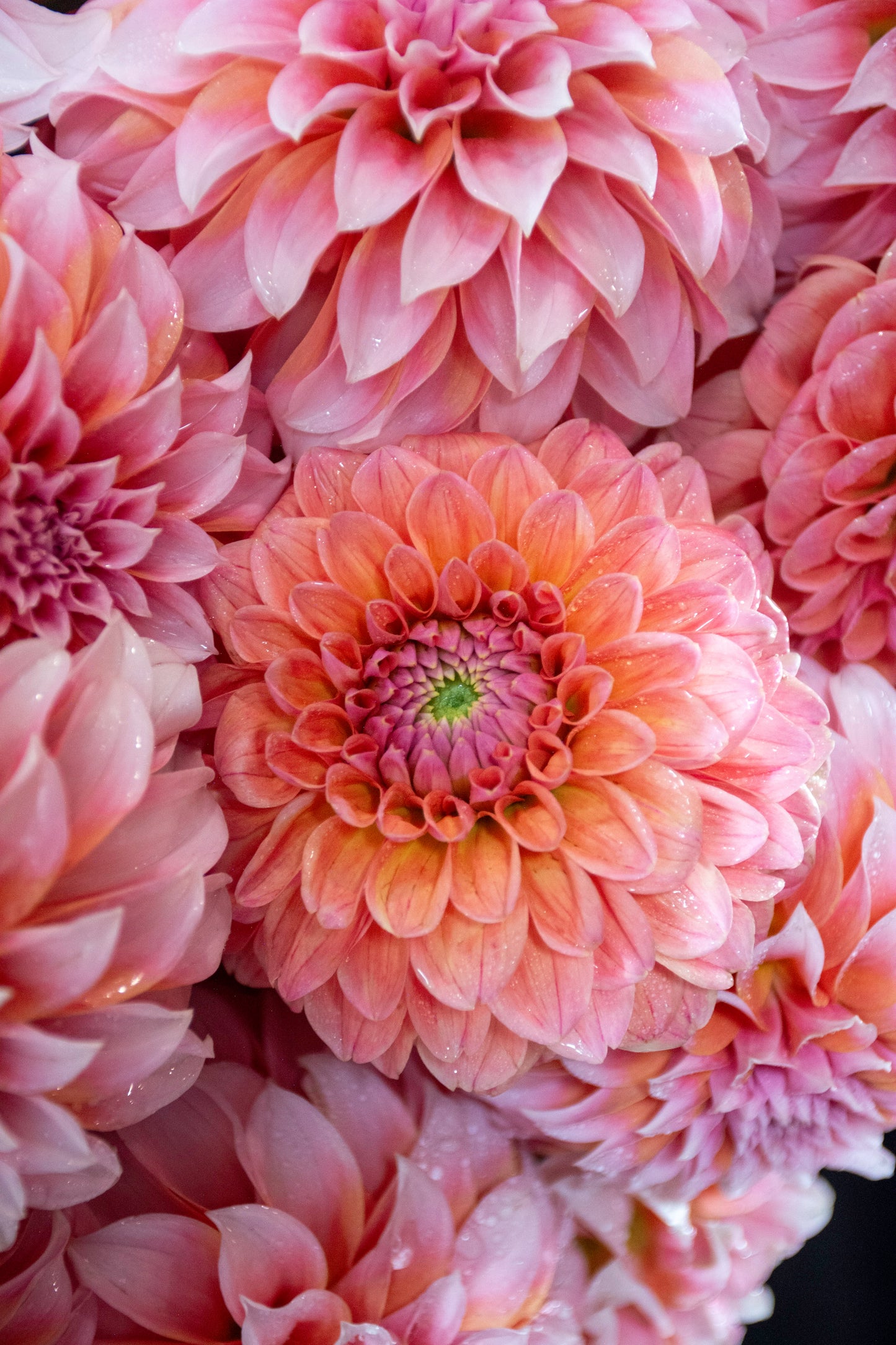 Darling Dahlias