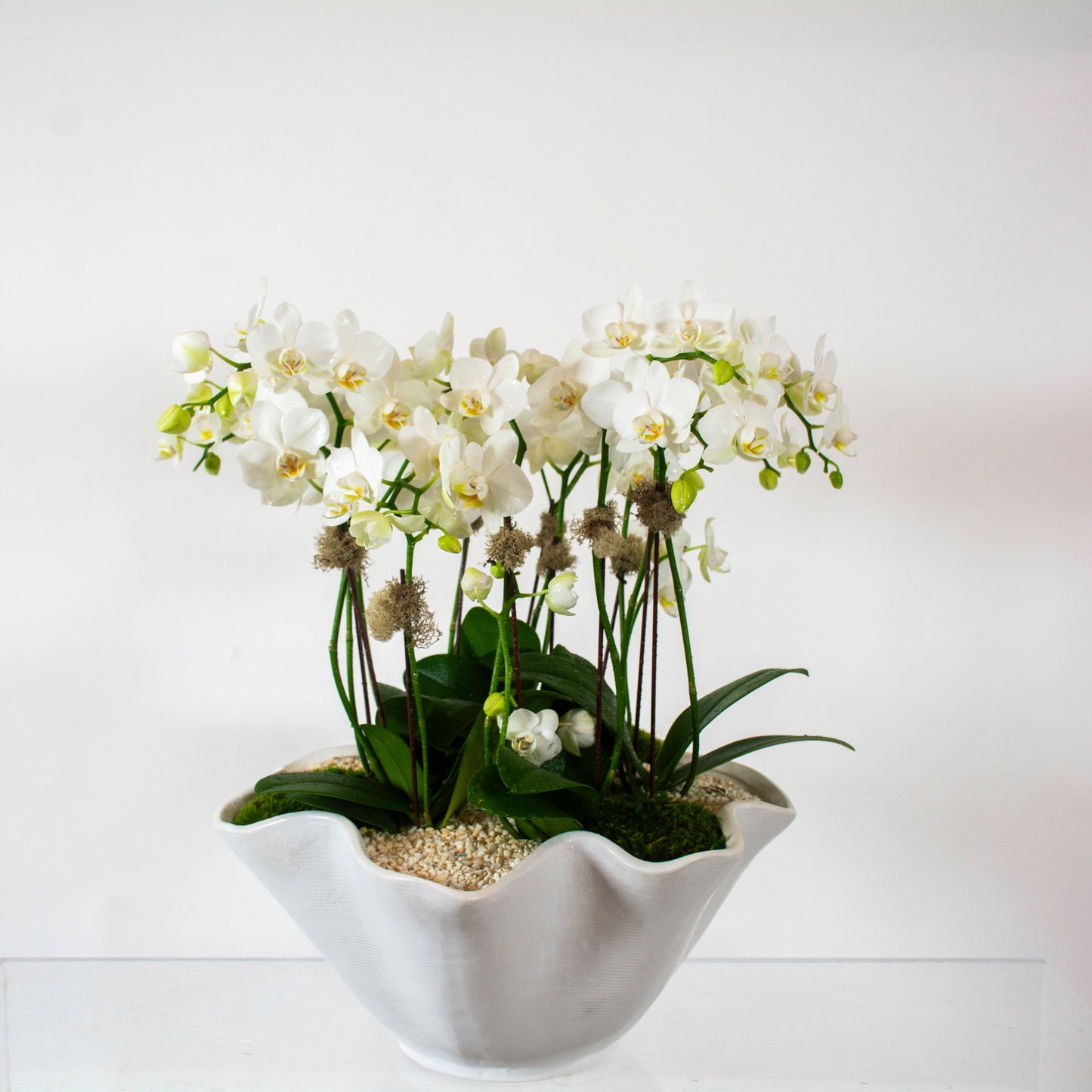Harmony Orchids