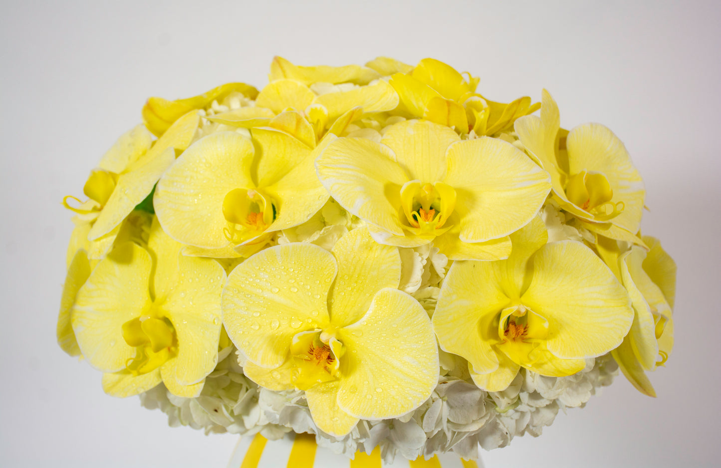 Sunny Orchids