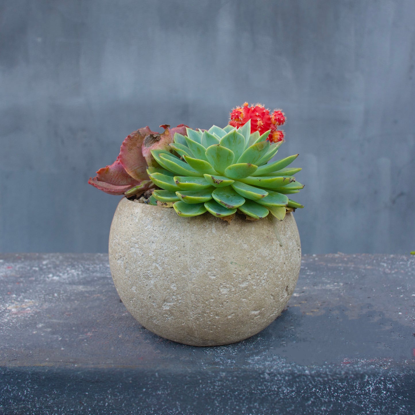 Stone Succulent Garden