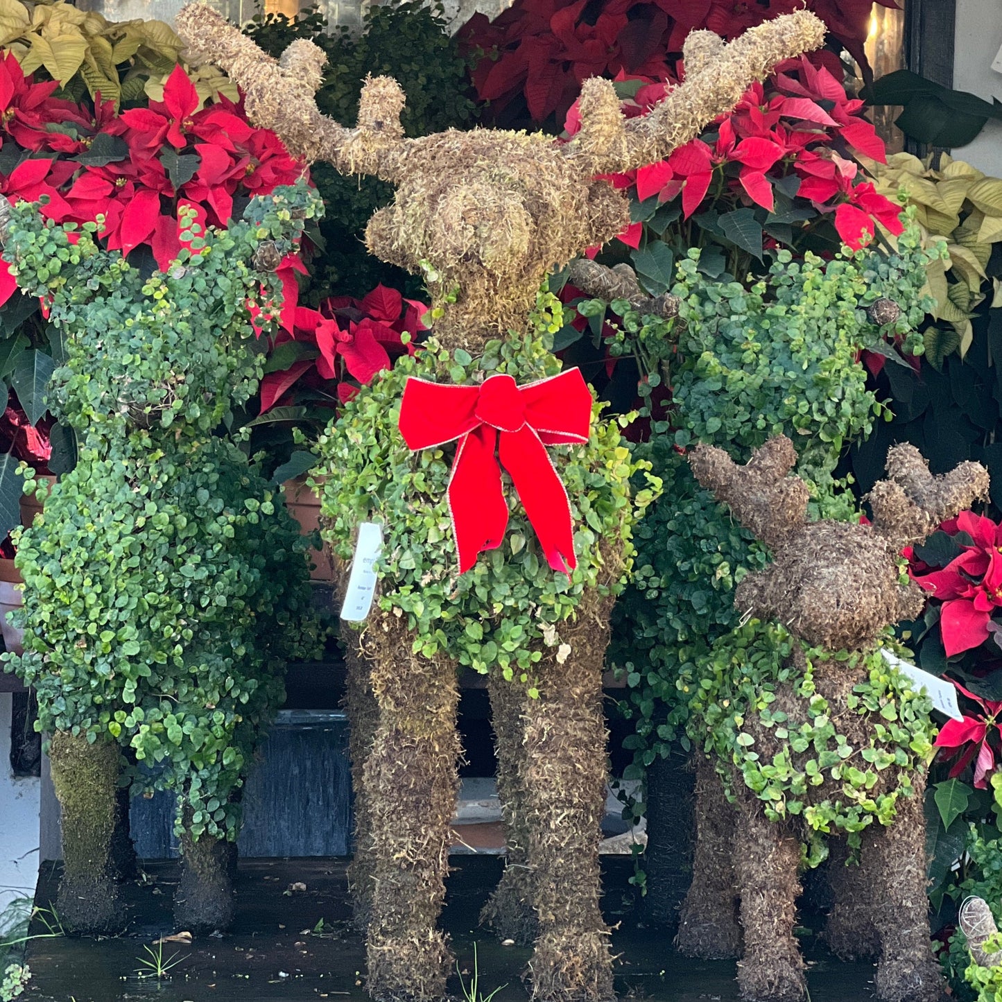 Deer - Reindeer Topiary