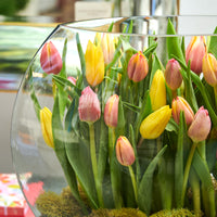 The Tulip Sunrise