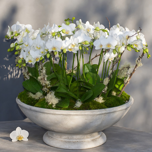 Orchid Pirouette