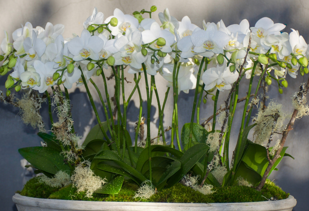 Orchid Pirouette
