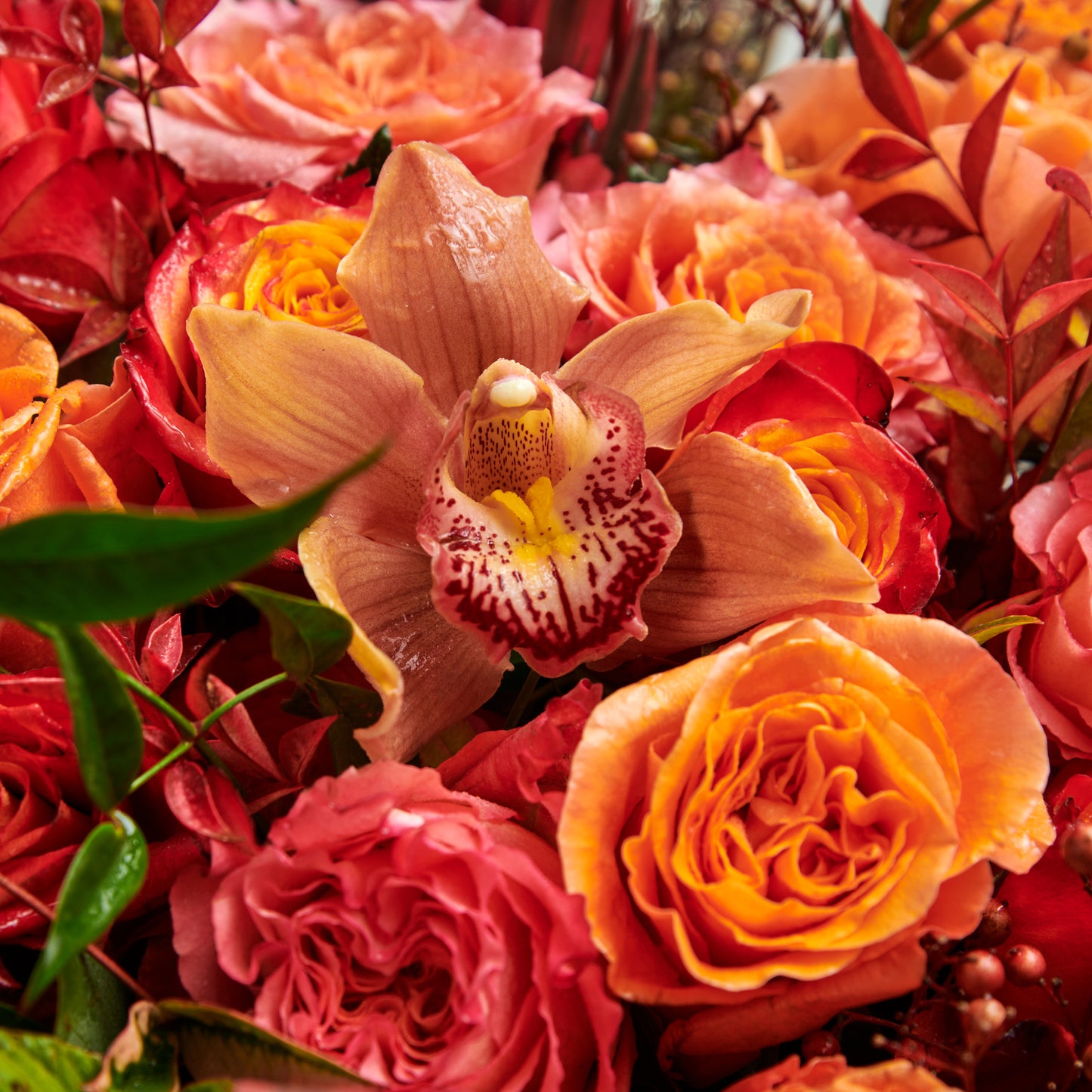 Autumn Rose Blaze