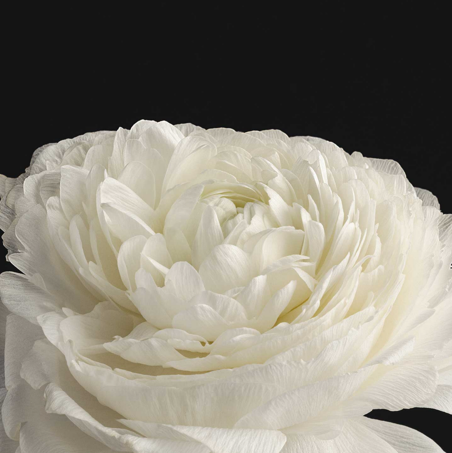 Evolvetogether - Bar Soap - Taormina