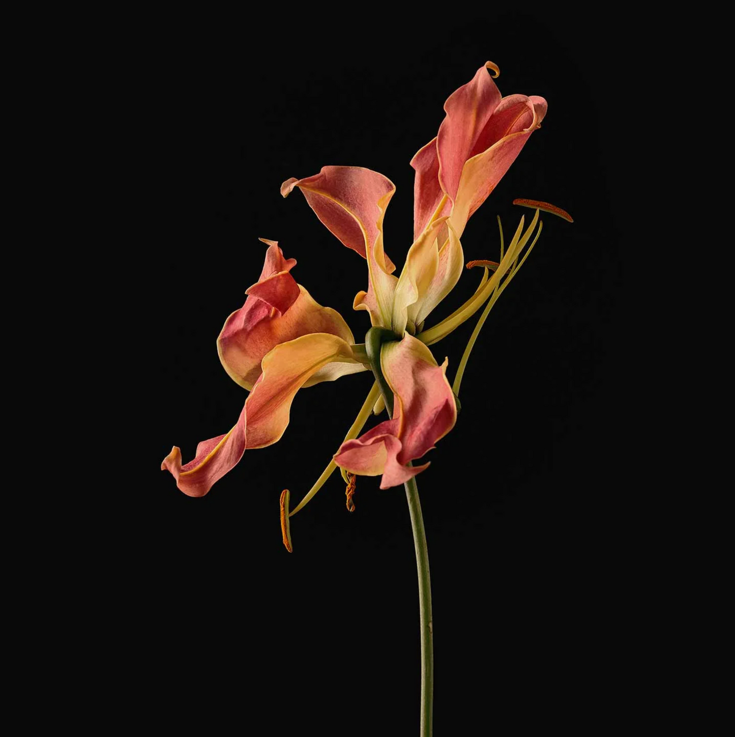 Evolvetogether - Bar Soap - Havana