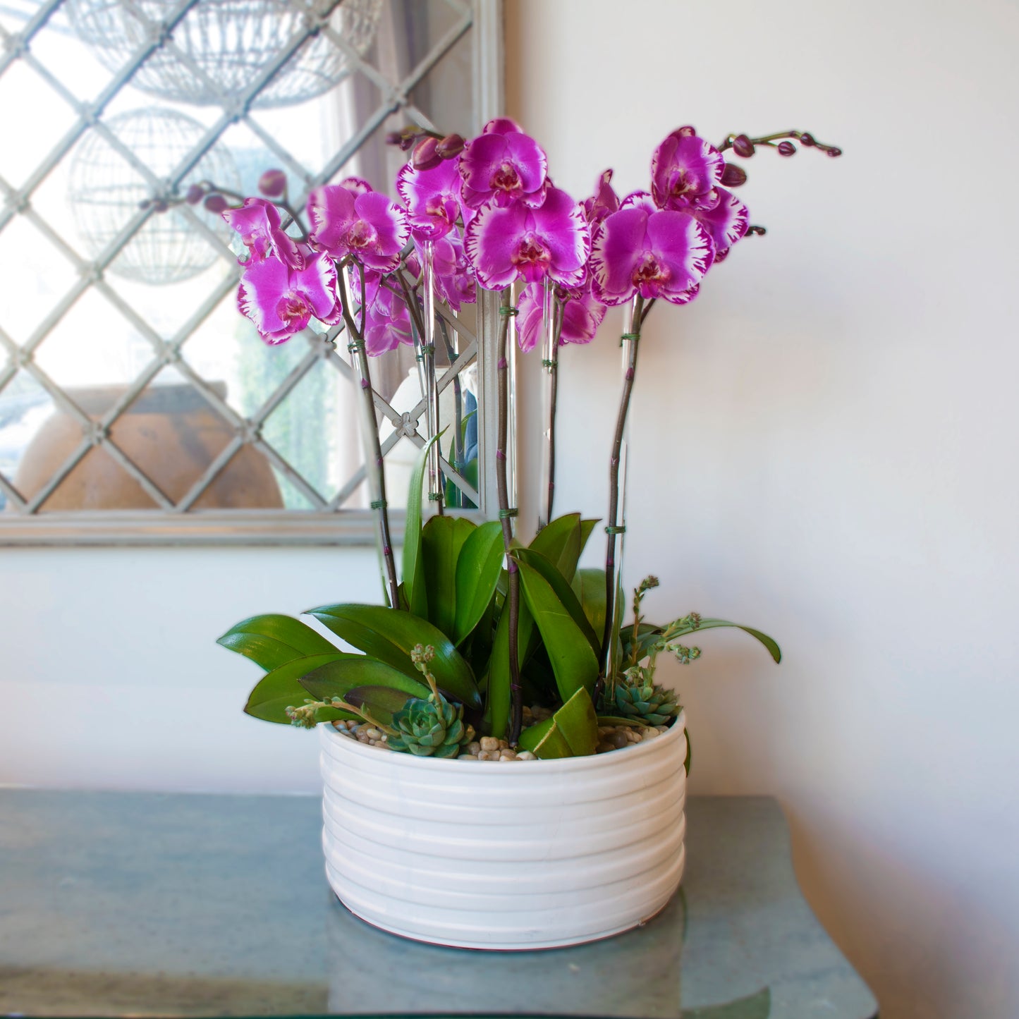 Violaceous Orchids