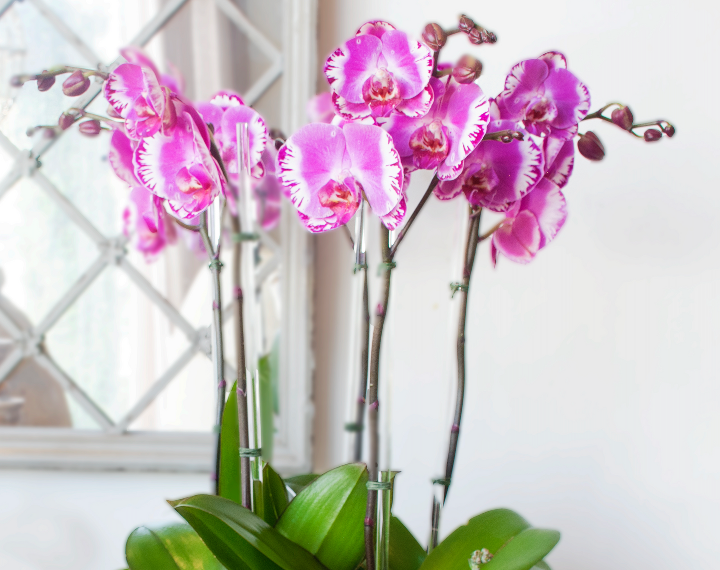 Violaceous Orchids