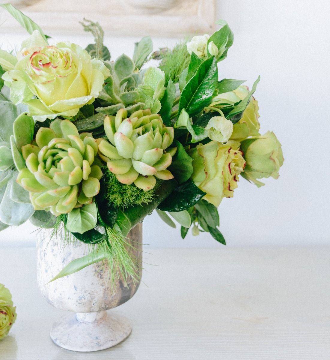 chartreuse succulents Succulents, Orchids and Roses