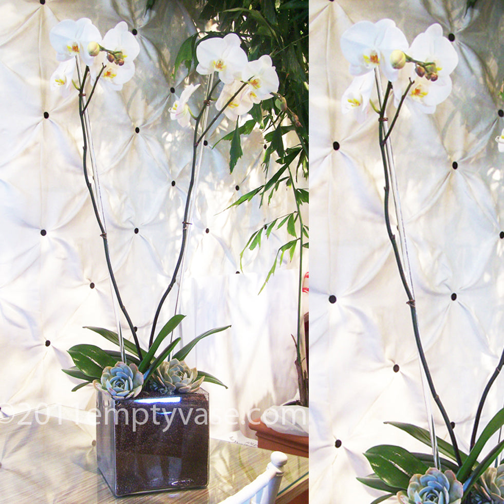 Orchids with Chocolate Gravel