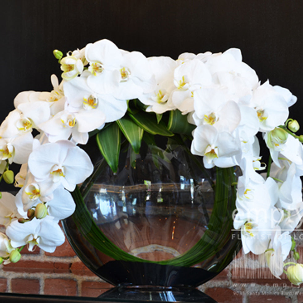 White Cascading Phalaenopsis Orchid