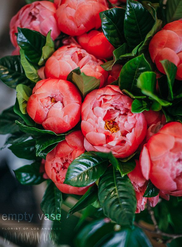 Coral Peony Passion