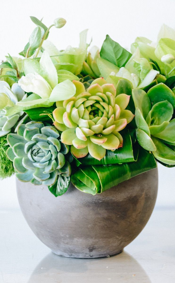 vases for succulents Succulents Floral Arrangement - Empty Vase