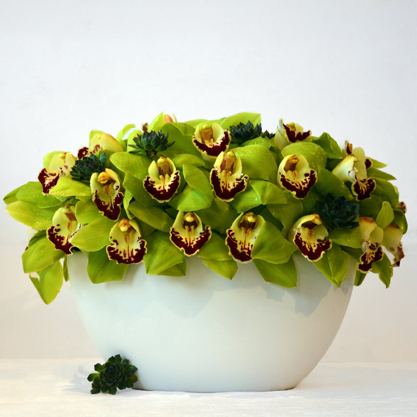 Green Modern Orchid