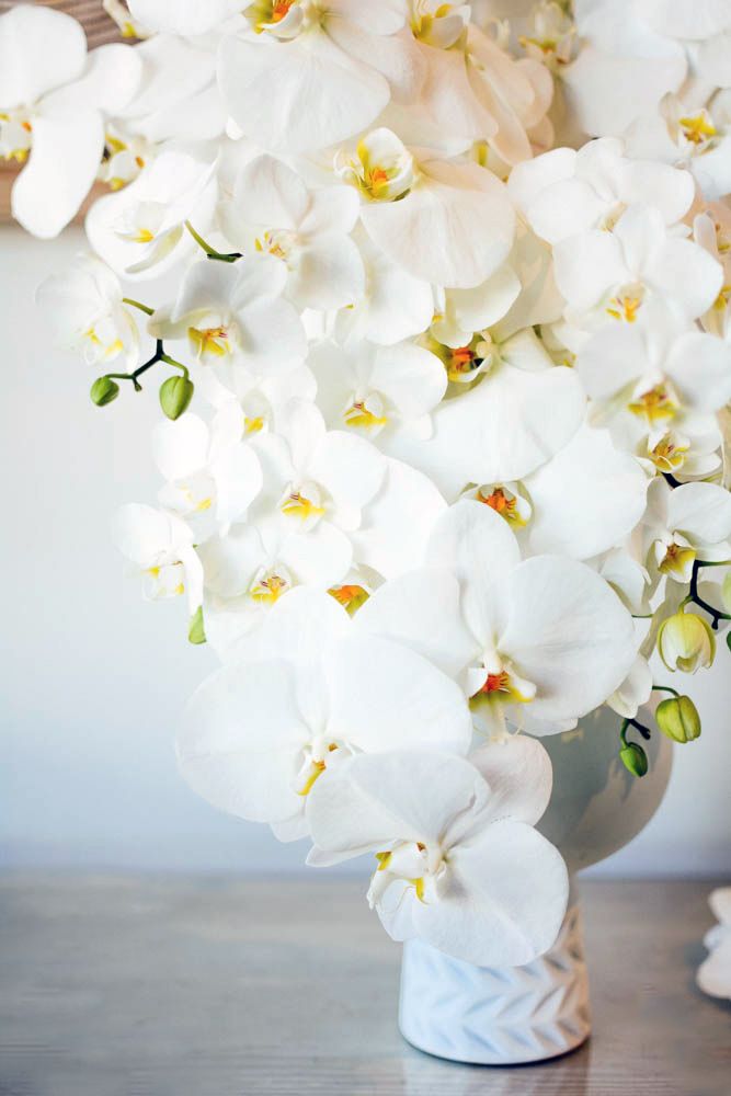 Orchid Ikebana
