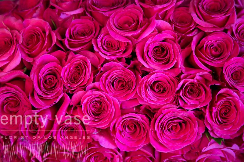 Gorgeous Hot Pink Rose Petals