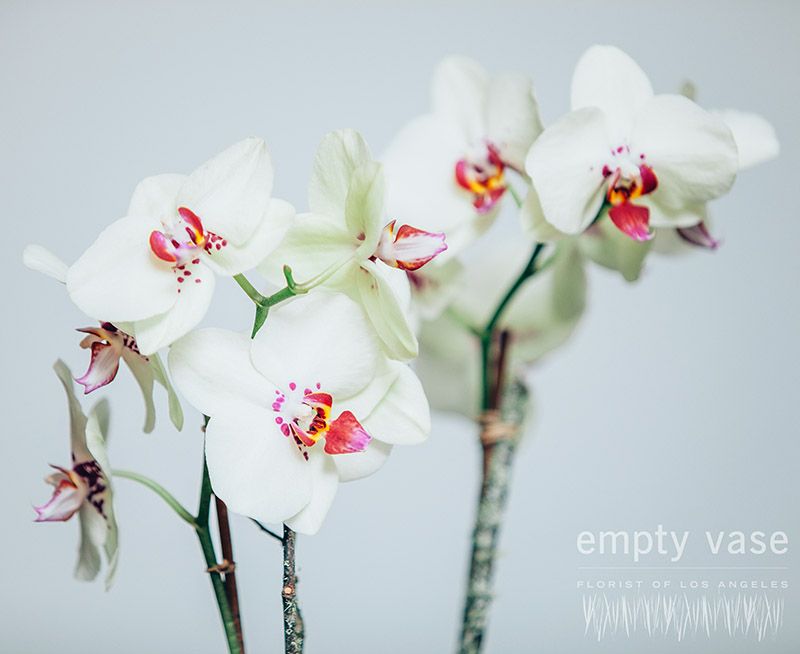 Serenity Orchids