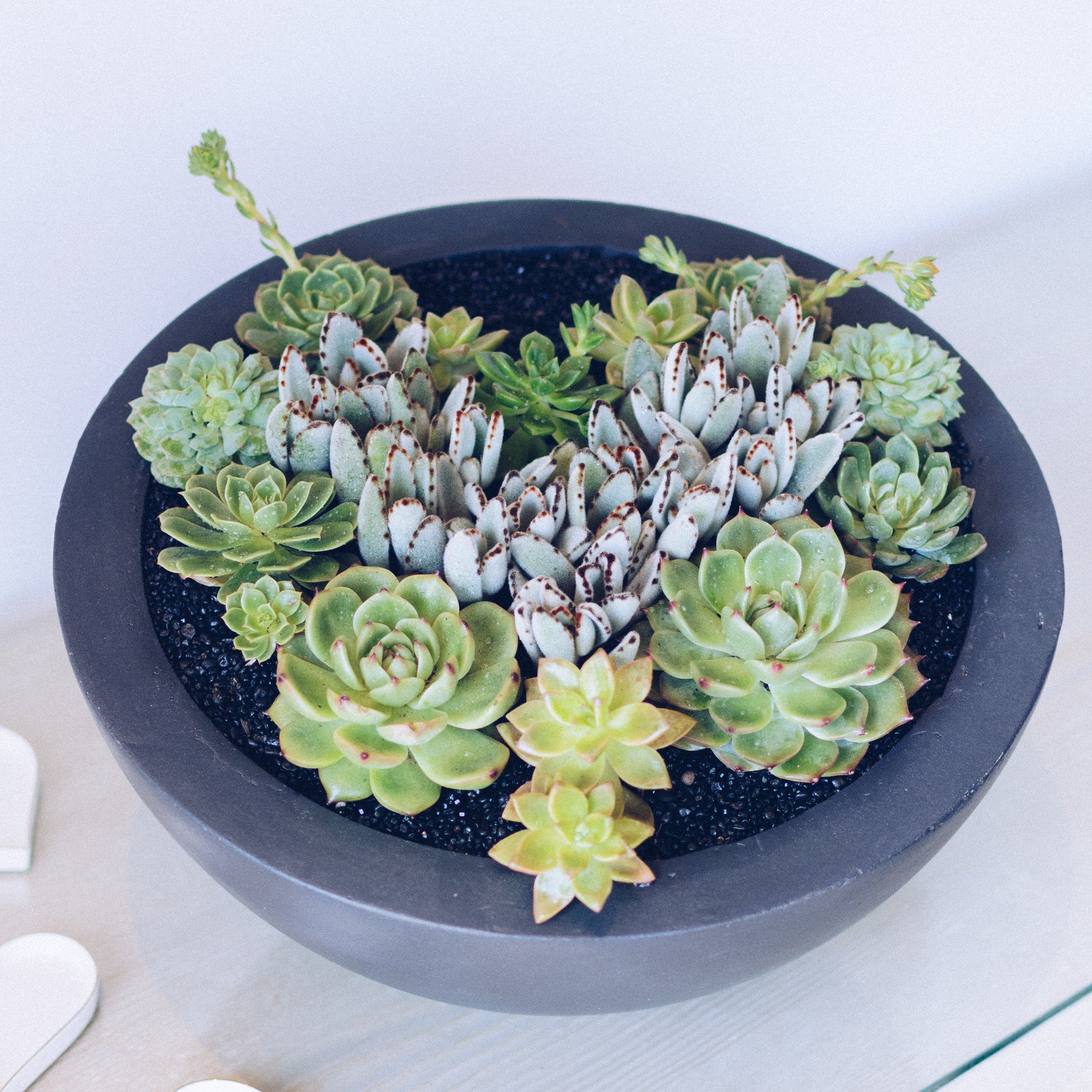 romantic succulent Succulents Floral Arrangement - Empty Vase