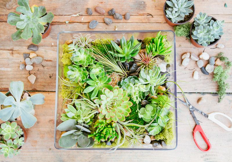 amazon shop succulents Succulents Floral Arrangement - Empty Vase