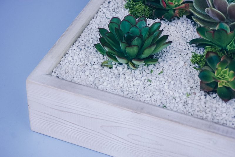 white sand for succulents Succulents Floral Arrangement - Empty Vase