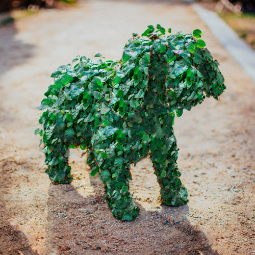 Standing Dog Topiary