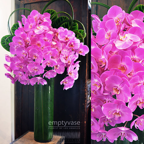 Orchid Waterfall