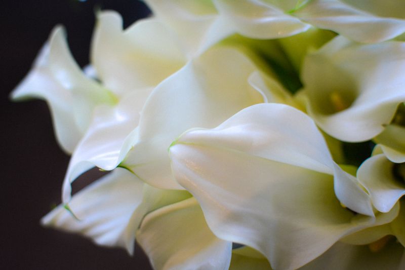 Waltz of the Calla Lilies